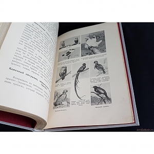 Музей-квартира И.Д. Сытина проводит конкурс книжной иллюстрации «Рисуем энциклопедию»